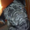 ThePugPosse