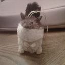 ERMSquirrel