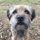 marleyterrier