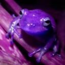 purple_froggy