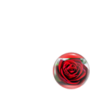 Rosa roja por Nickolas!