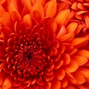 MizzSocial