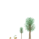 World Forestry Day