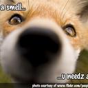 Foxy_Hols