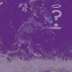gnomeantic