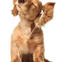 dogsonlineNL