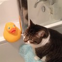 jazzydacat
