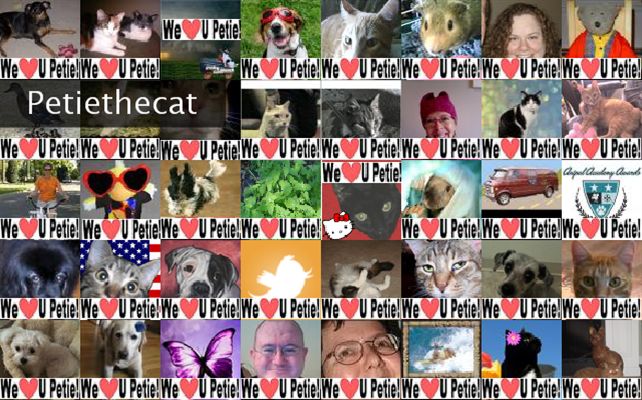 Petiethecat Twibute 50