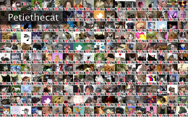 Petiethecat Twibute 250