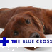 The_Blue_Cross