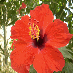 savethetriffids