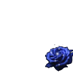Blue Rose Society