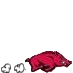 Arkansas Razorbacks