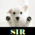 Stephenfrys_dog