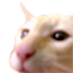 #Covercat