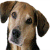 I love dogs