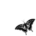 swallowtail_bk