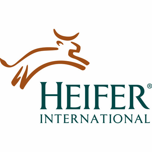 Heifer