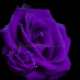DarkerRose21
