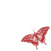 swallowtail_red