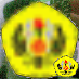 wilmandisini