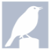 SongBird Survival