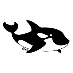 believe in shamu