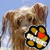 Boggins_the_dog