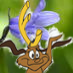 odle2