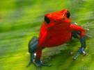 frenchredfrog