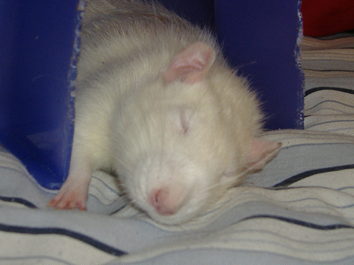 leilathegoodrat