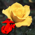 rosaamarilla