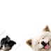 wasao