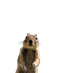 Squirrelus Interruptus