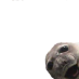 Crasher Seal