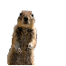 The Famous Squirrel