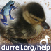 DurrellWildlife