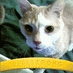 Long Live PuzTheCat