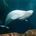 GeorgiaAquarium