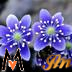 laimaitai21
