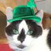 EmmytheCat