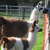 llamakevin