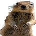 Scene Stealing Squirrel