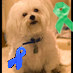 RumiTheLOVEdog