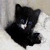 New Start for Abused Animals