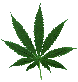 Smoke Weed Everyday