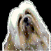 Lhasa Apso