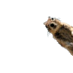 Squirrelus Interruptus