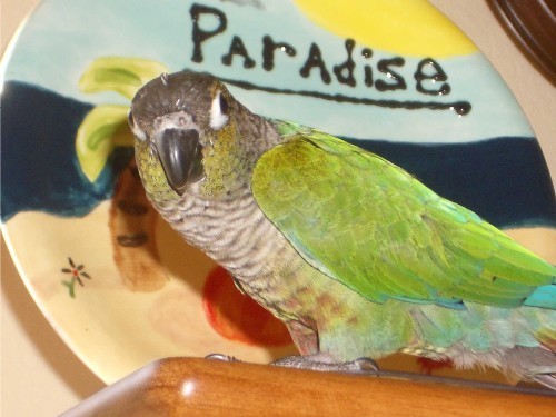 NerdeeBirdee