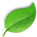 Veggie